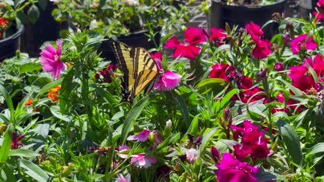 a large yellow and black swallowtail butterfly feeds on nectar from the flower garden