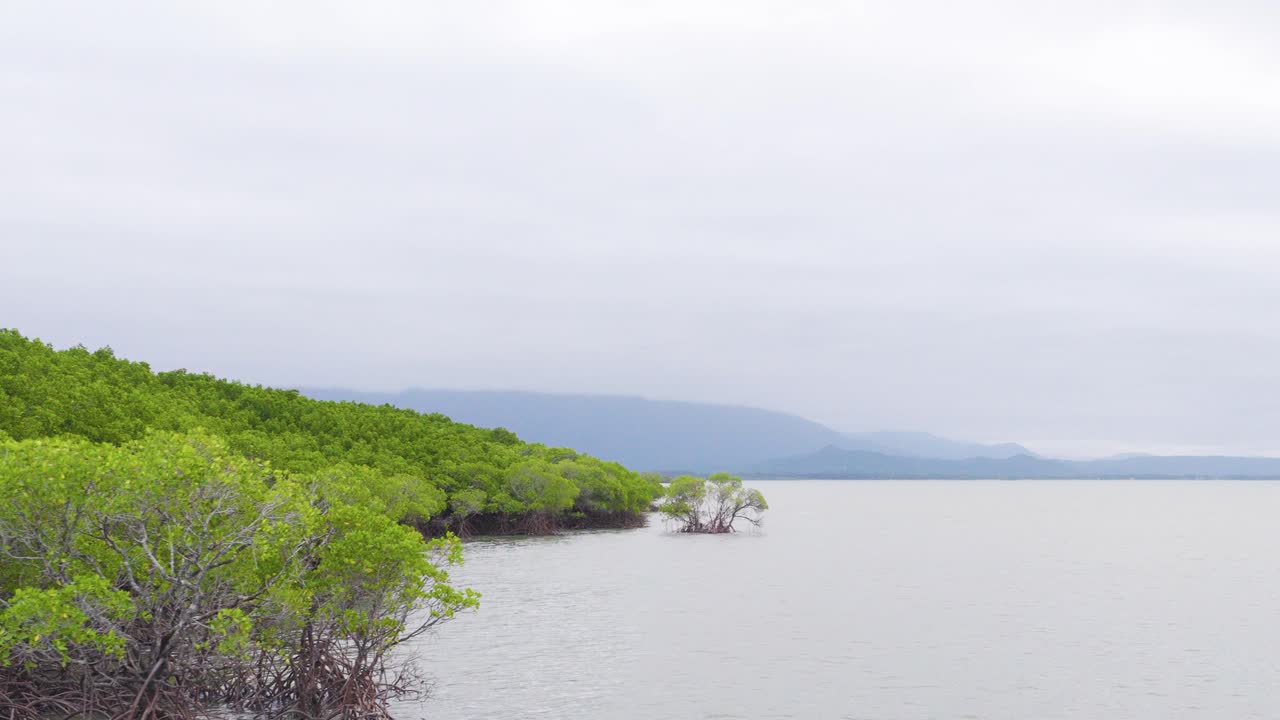 A tranquil view of mangroves along the coast in Port Douglas, Australia, with calm waters and overcast skies