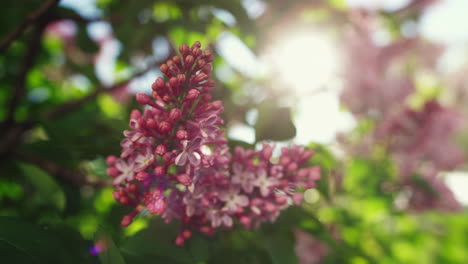 Pink-sakura-view-with-green-leafs-against-bright-sun-in-warm-spring-day.