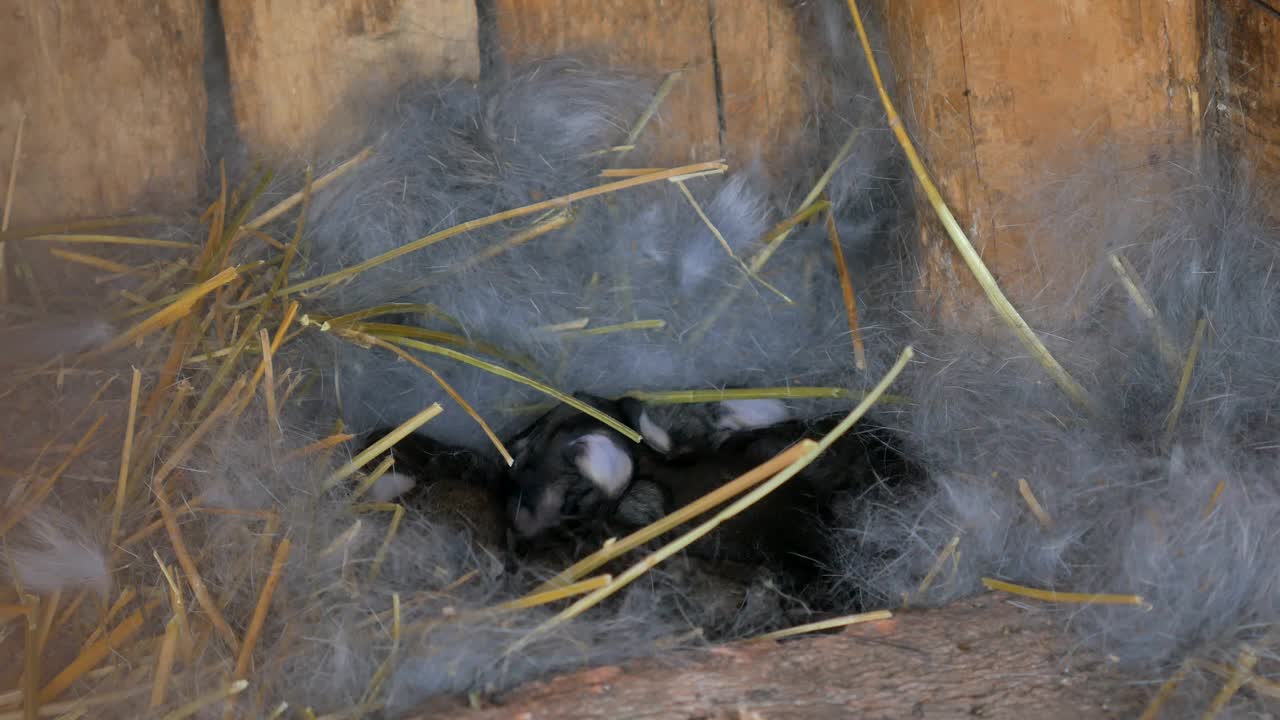 conejos nacidos, conejos jóvenes en el nido.