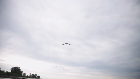 Hermoso-Pájaro-Se-Sumerge-En-El-Mar-Y-Atrapa-Peces-En-Un-Día-Nublado---Tiro-Inclinado-Hacia-Abajo