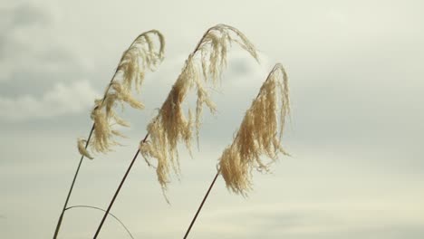 fluffy plants swaying in the wind