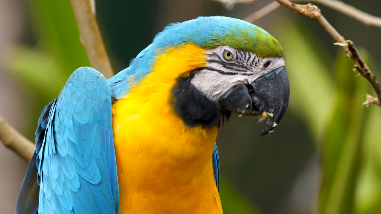 primer plano de un lindo guacamayo azul y amarillo alimentando maíz de su garra