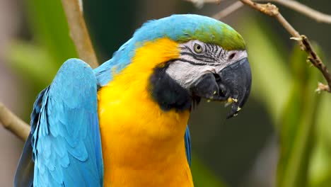 close up shot of a cute blue and yellow macaw feeding corn from his claw