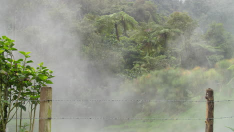 steam and mist rising through the canopy from the jungle hotsprings