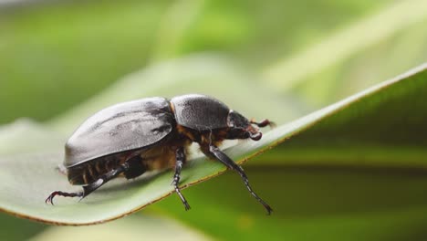 female rhinoceros beetle crawls on leaf, falls and hangs upside down