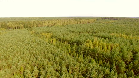 toma aerea del sol y el bosque