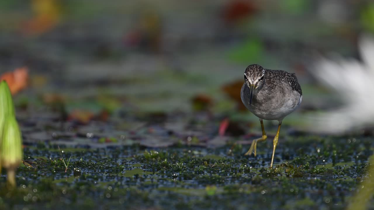 el sandpiper de madera se alimenta de hojas flotantes