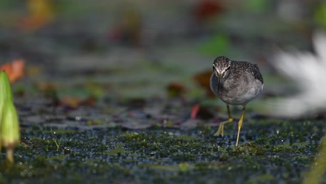 Wood-sandpiper-feeding-on-Floating-leaf