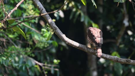 Shikra,-Accipiter-Badius,-Parque-Nacional-Khao-Yai,-Tailandia