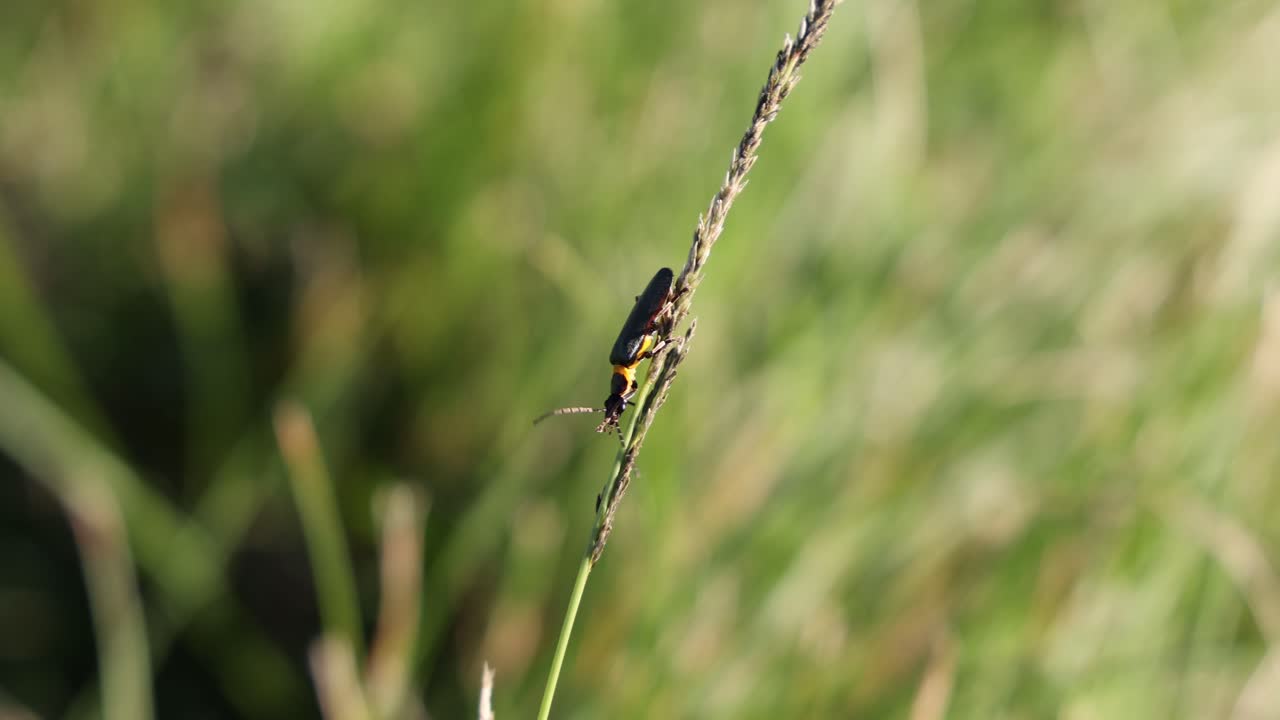 정벌레가 은 풀줄기를 따라 올라갑니다.