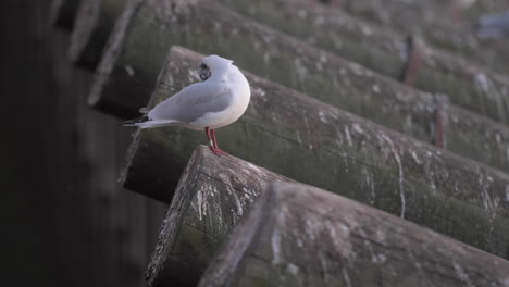 Pequeña-Gaviota-De-Cabeza-Negra-Posada-En-La-Guardia-De-Hielo-En-El-Río-Vltava,-Praga,-Chequia