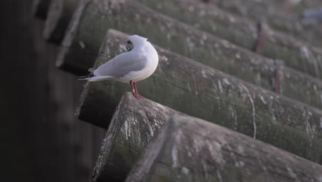 pequeña gaviota de cabeza negra posada en la guardia de hielo en el río vltava, praga, chequia