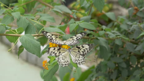 Close-up-shot-of-SOutheast-Asian-Idea-Leuconoe-Butterflies-flying-around-blooming-flower-and-collecting-nectar---Rice-Paper-Butterfly-in-motion