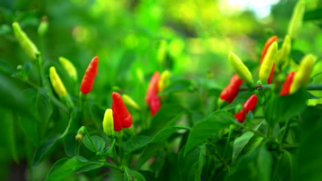 tabasco pepper chili pepper standing upwards