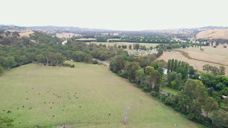 Sobre-Un-Prado-De-Vacas-Hacia-El-Río-Goulburn-Cerca-De-Eildon,-Victoria,-Australia