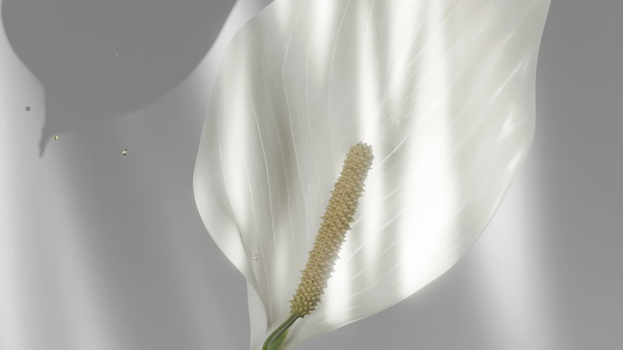 Close-up of a Peace Lily