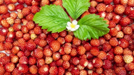 a lot of red juicy wild strawberry with a green leaf and a flower of wild strawberry rotate. close up. loop. healthy food. 4k