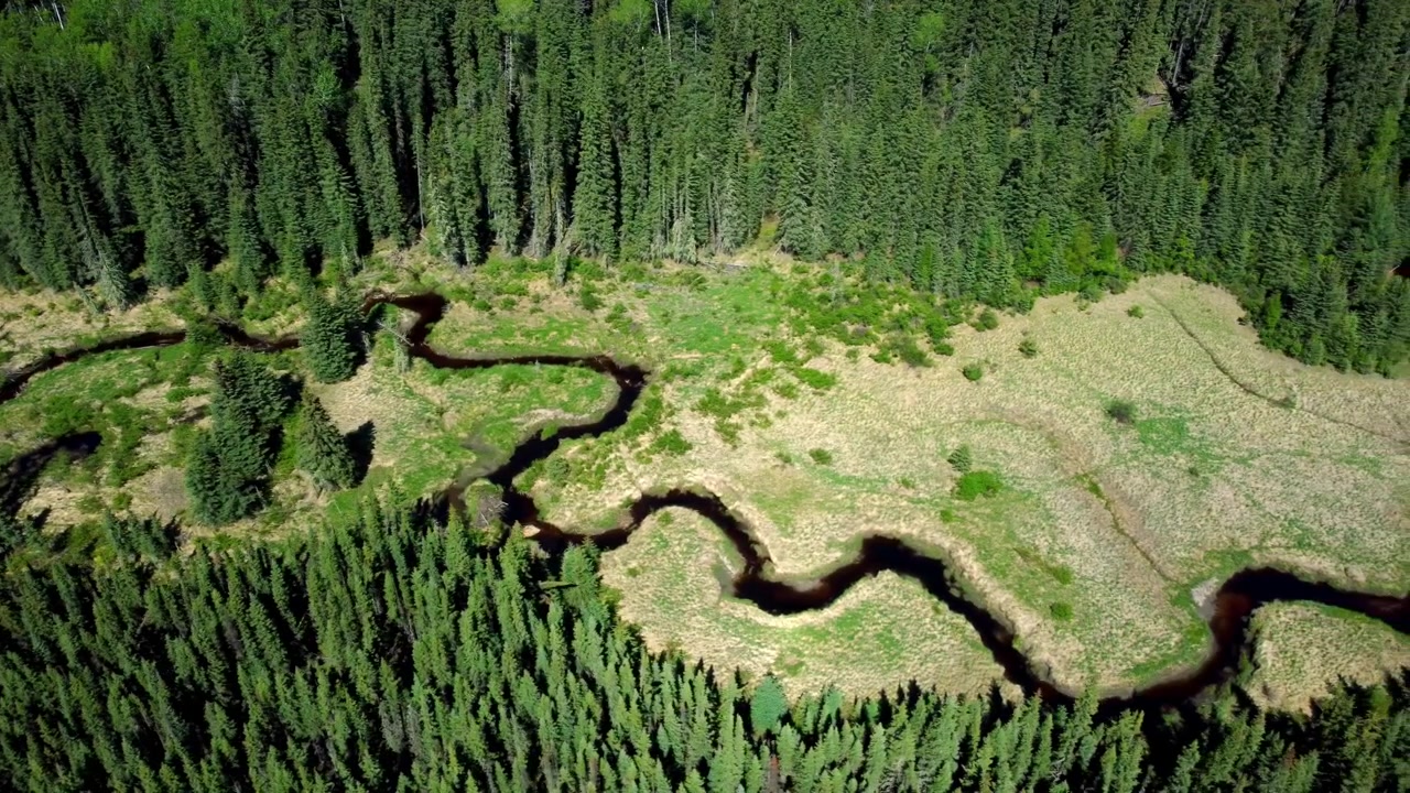 Droneudsigt over en skjult bæk omgivet af tæt Alberta-vildmark