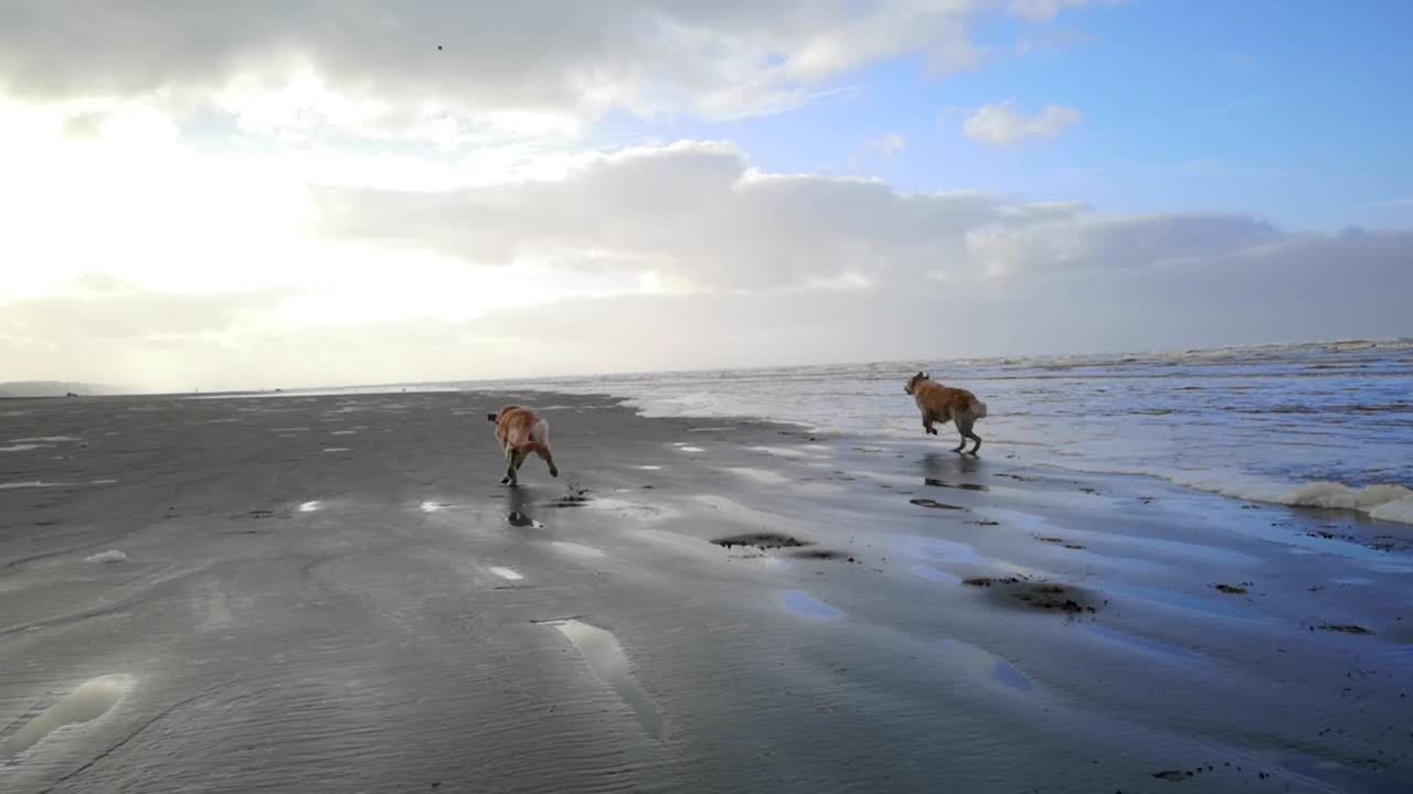 일몰 때 파도 옆에서 노는 행복한 골든 리트리버 - slowmo