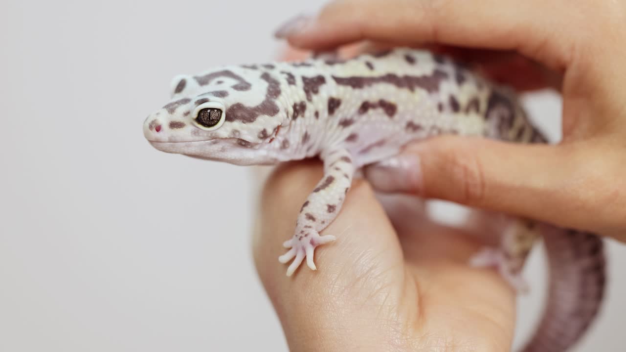 A leopard gecko is gently held and observed in a calm setting with soft lighting