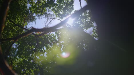 el sol sobre los árboles