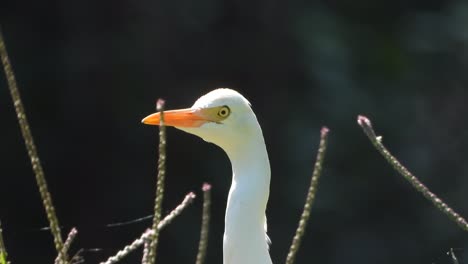 Reiher-Findet-Nahrung.-Weiß