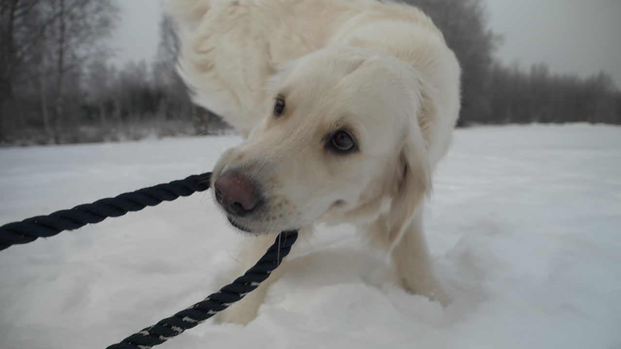 Playful Labrador biting a rope in snowy outdoors, engaging with owner’s hand-held POV