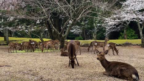 a herd of deer eating hay under young blooming cherry blossom trees in a park