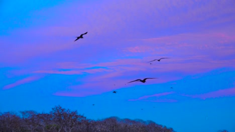 frigate birds fly low over the galapagos islands at sunset