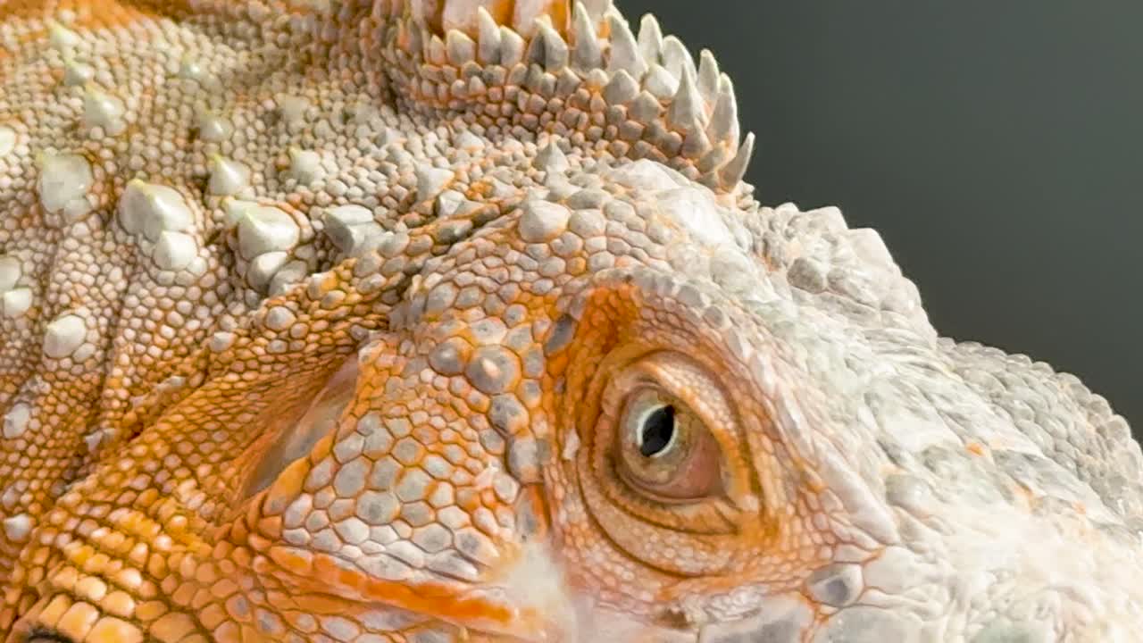 Macro shots capture the detailed scales and eye of an orange iguana against white background