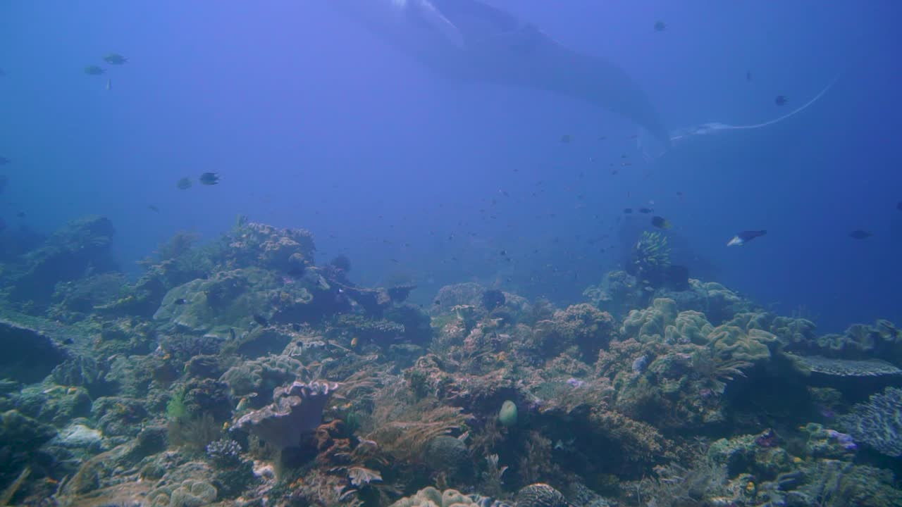 camera panning from a reef bottom to 2 dancing mantarays