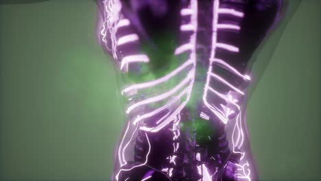 cuerpo humano con vasos sanguíneos brillantes
