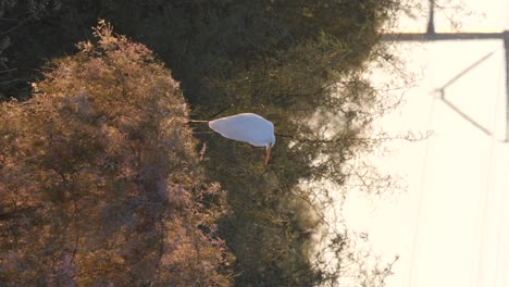 powerlines behind a white egret on a bush in arizona