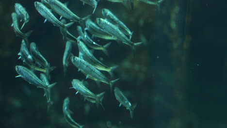 escuela de peces nadan a través del agua como un grupo