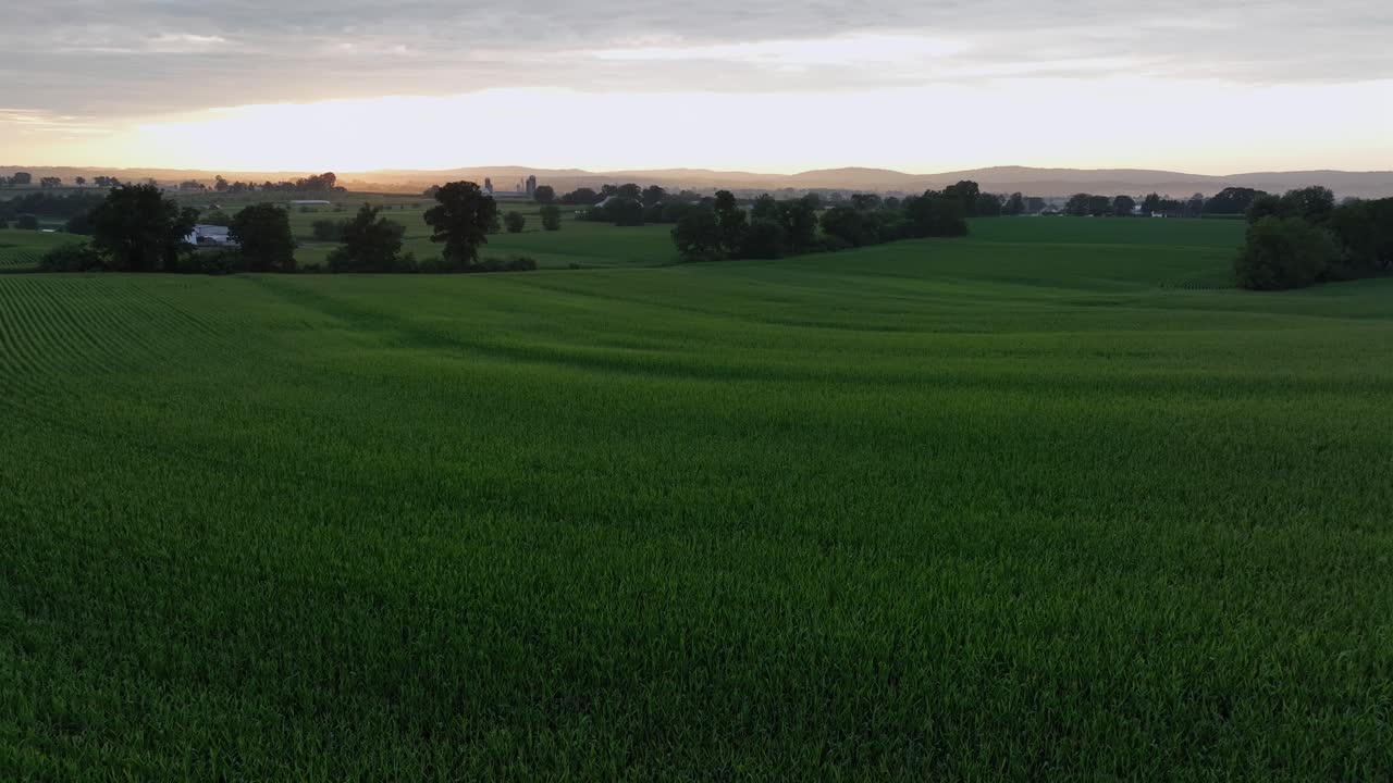 Hills farm fields with green corn and crops in American countryside at sunrise. Aerial wide shot. Vibrant landscape in rural suburbia. Quiet peaceful scene in summertime