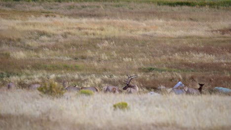 Bull-elk-during-the-elk-rut-of-Fall-2021-in-Estes-Park,-Colorado