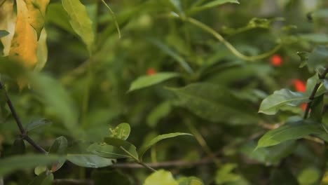 a cinematic right side track shot of green leaves and branches of the trees in a garden in daylight