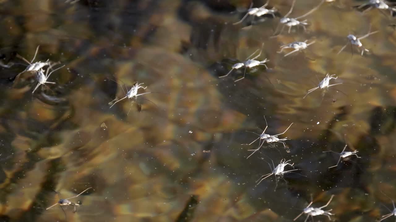 물 표면을 가로질러 날아다니는 곤충