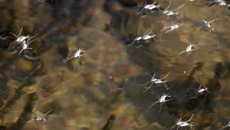 insectos que se deslizan por la superficie del agua