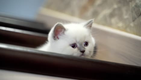 kitten sitting on stairs. white cat with blue eyes sits on wooden stairs