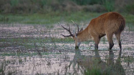 deer feeds slowly in muddy wetland with reflection visible in shallow water and soft light, chewing