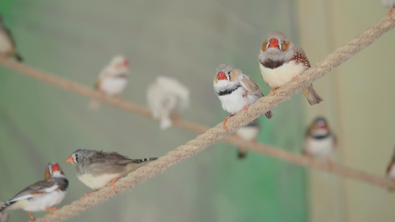 로프 에 매달린 제브라 핀치