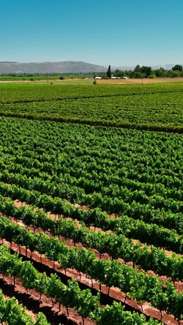 tobacco season agriculture background ,agricultural industry concept