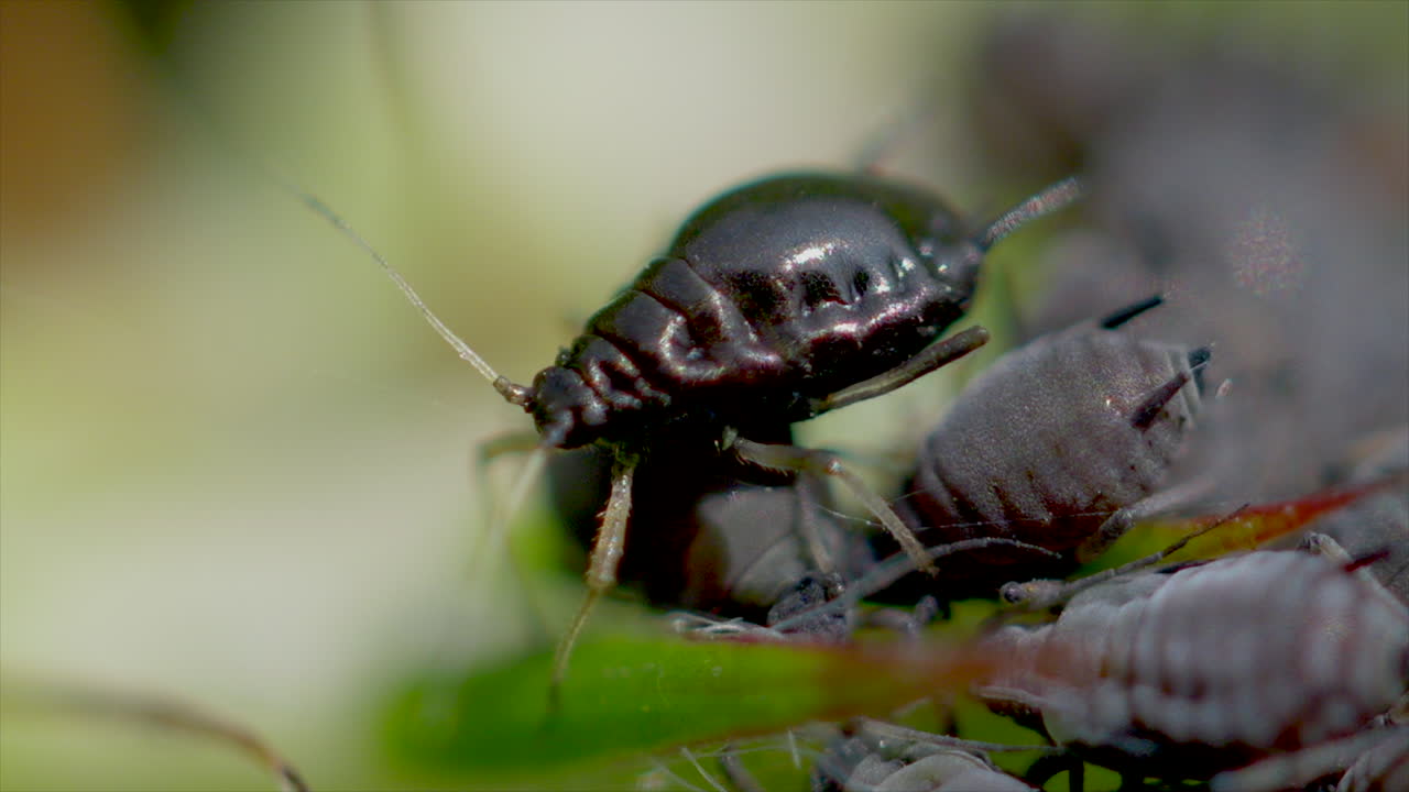 Macro shot of black elder aphid lice on leaf in nature. Sunny day in summer season