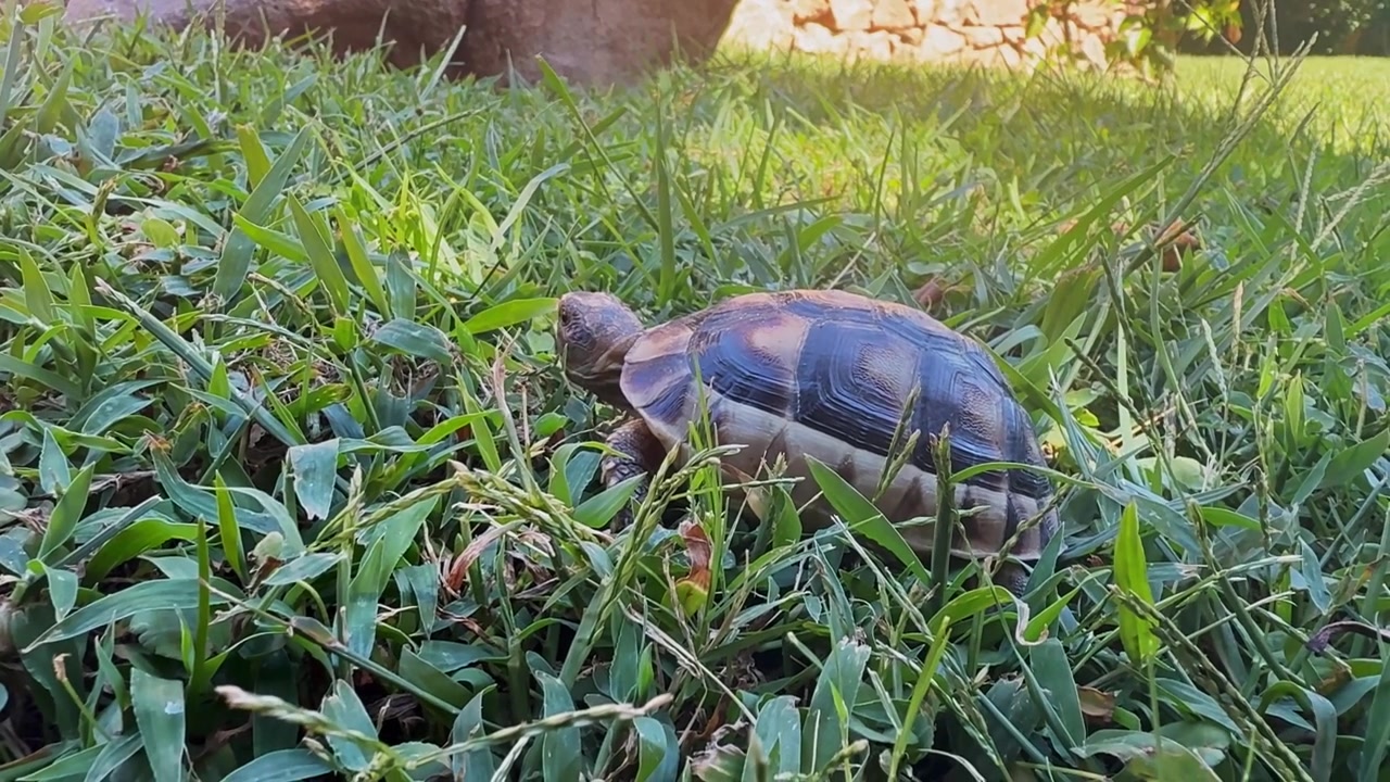Close-up of a small tortoise walking through a vibrant green lawn. The wild reptile moves slowly in its natural habitat under the sun
