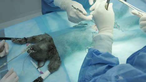 veterinarian surgeons in operating room doing cat neutering