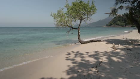 tropical beach with exotic tree, turquoise water and white sand, backwards dolly