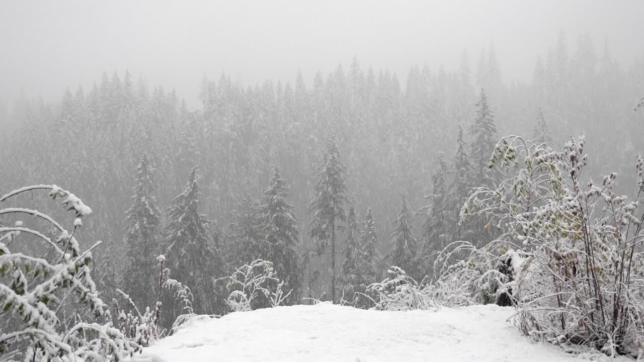 Snow Falls On Frosted Forest During Wintertime