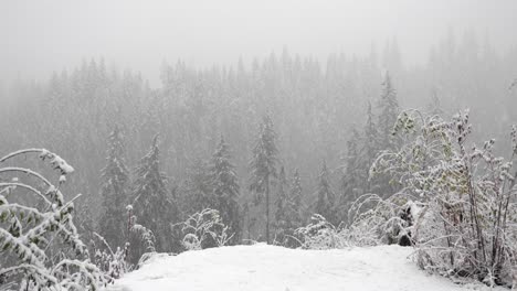 snow falls on frosted forest during wintertime